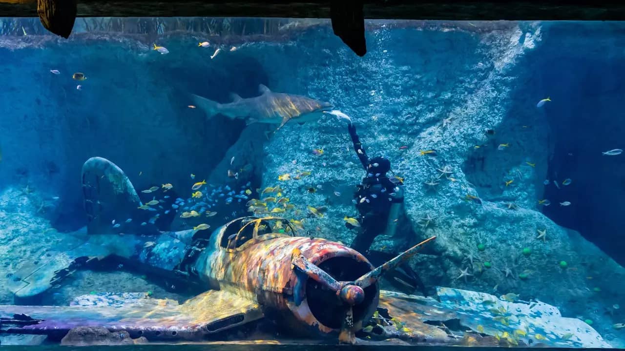 National Aquarium Abu Dhabi: Experience Dubai, United Arab Emirates