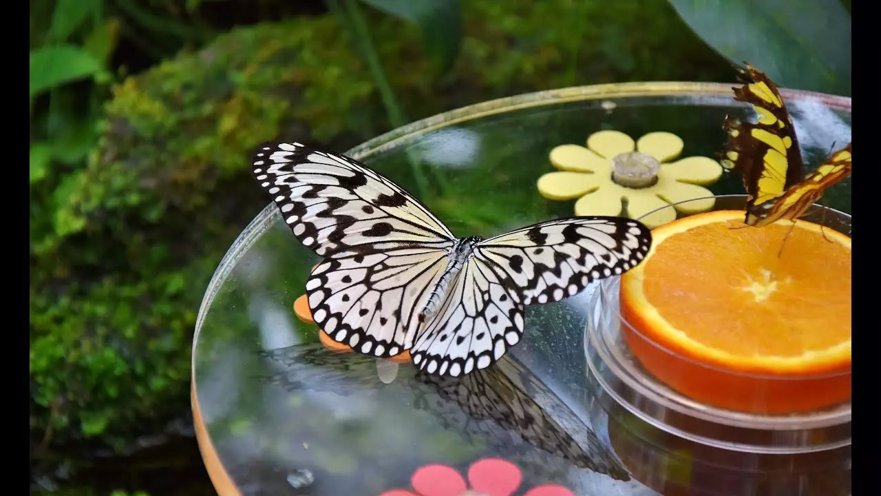 Dubai Butterfly Garden: Experience Dubai, United Arab Emirates