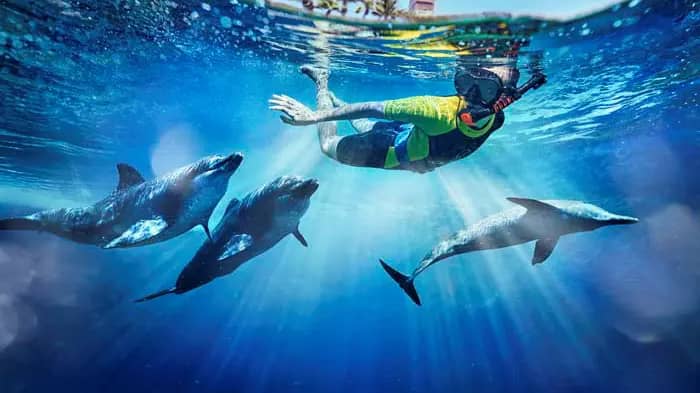 Dolphin Bay at Atlantis the Palm: Experience Dubai, United Arab Emirates